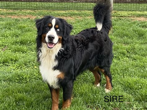 Holly - Bernese Mountain Dog Puppy For Sale in Pennsylvania