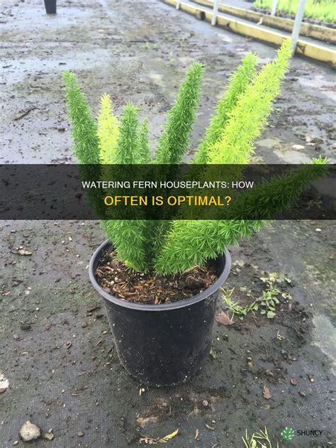 Watering Fern Houseplants: How Often Is Optimal? | ShunCy