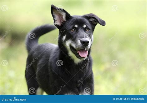 Pitbull German Shepherd Husky Mix