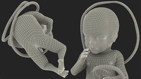 24周的人类胎儿索取Cinema 4D 3D模型 $149 - .c4d - Free3D