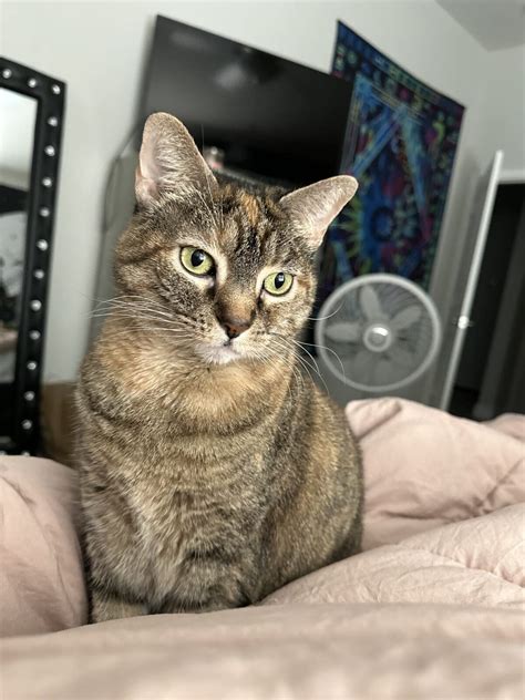 Calico tabby mix - Rockwall Animal Adoptions