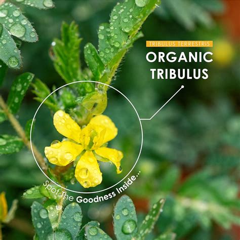 Image result for Tribulus