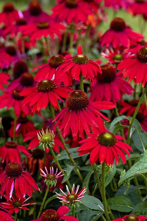 Red Flowering Perennials Plants