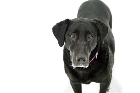 Baggrunde : sort, Labrador Retriever, sød, hvirveldyr, hund som ...