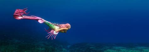 Hannah Mermaid 的图像结果