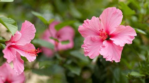 9 Plants You Can't Miss For an Authentic Spanish Garden
