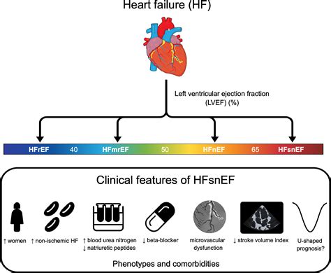 Normal Lvef Of Heart