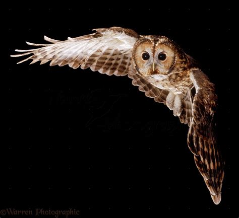 Tawny Owl in flight photo WP16265