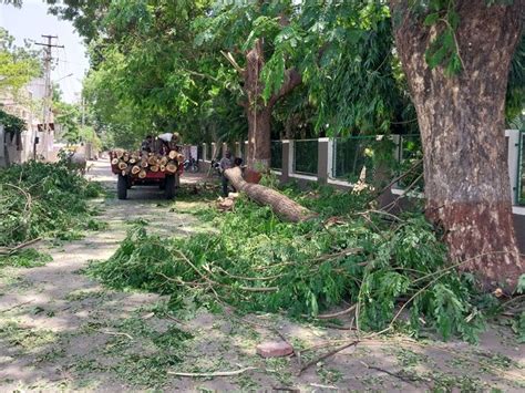 More than 12 dangerous trees were cut and removed immediately from ...