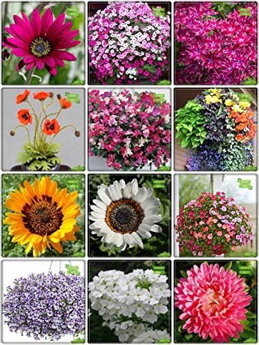 Creative Farmer Plant Gardening Combo Flower Seeds : Phlox Beauty Mix ...