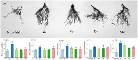 Arbuscular Mycorrhizal Fungi, Especially Rhizophagus intraradices as a ...