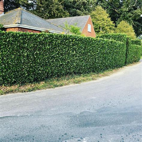 Bay Laurel Hedging Plants - Laurus Nobilis | Harrod Outdoors