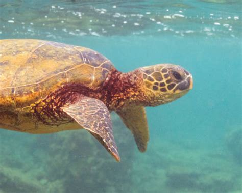 Image result for Sea Turtle Shell