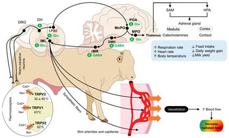 Utilization of Infrared Thermography in Assessing Thermal Responses of ...