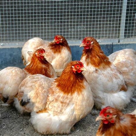 Cochin Bantam: Appearance, Temperament, Eggs and Raising Tips