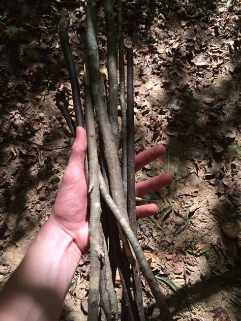 Primitive Spring Trap 的图像结果