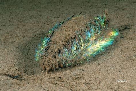 🔥 Sea Mouse (Aphrodita aculeata) one of the coolest creatures on our ...