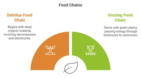 Ecosystem and Food Chain - Science Class 10 PDF Download