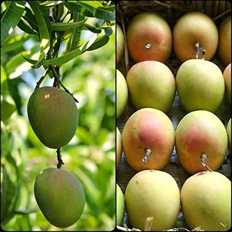 Arlo Live Plant " KILICHUNDAN MAVU " Dwarf Rare Mango Plant, 1 Healthy ...