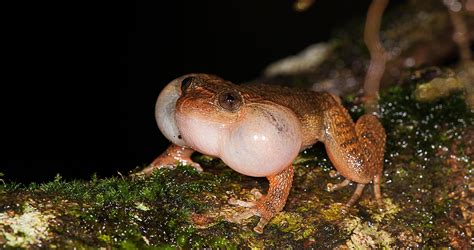 Do Frogs Have Penises