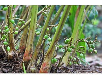 DSpices | DSpices-Buy best quality kerala spices online