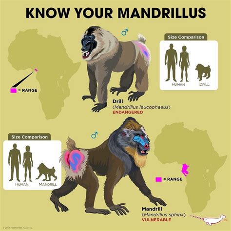 Peppermint Narwhal on Instagram: “#drill #mandrill #mandrillus # ...