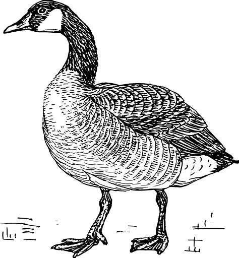 Free Goose Clipart Black And White, Download Free Goose Clipart Black ...