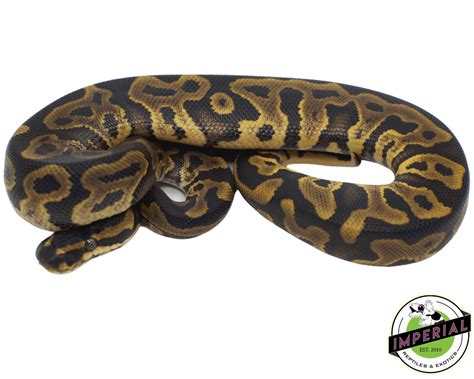 Image result for Leopard Yankie Ball Python