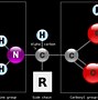 Image result for Amino Acid