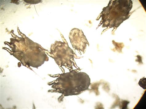 Worms, Mites, Ticks and Other Bugs That Live on Cats