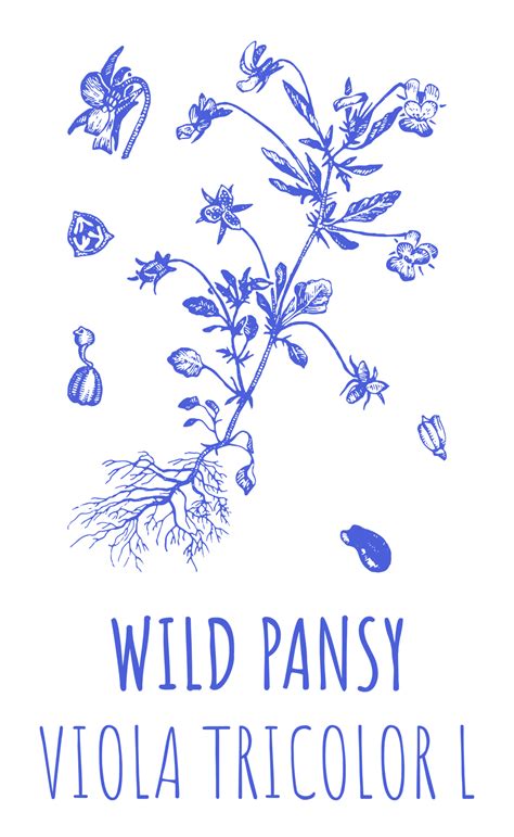 Free Drawings of Wild Pansy. Hand drawn illustration. Latin name VIOLA ...