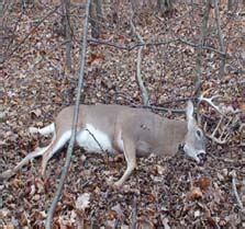 Kentucky Deer Hunting Guide - Western Kentucky Outdoors