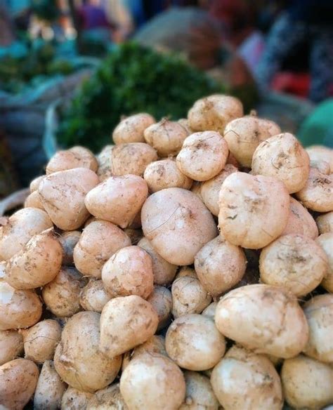 Gachwala Shankh Aloo/Yam Bean Seeds for Gardening Vegetables