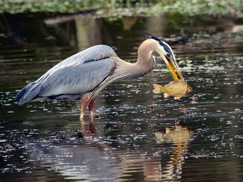Great Blue Heron - eBird