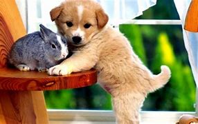 Image result for Spring Puppy Backgrounds