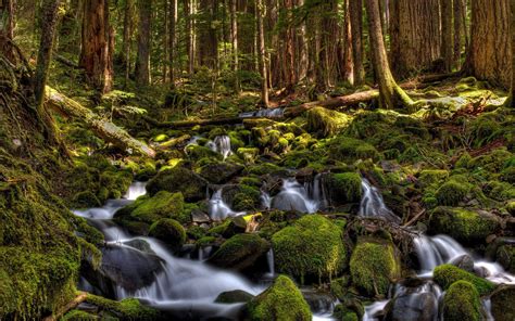 Olympic National Park Wallpapers - Top Free Olympic National Park Backgrounds - WallpaperAccess