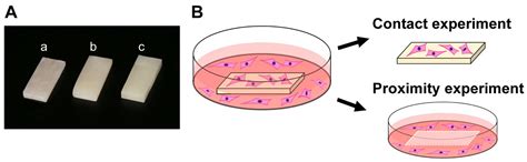 Conditional Mitigation of Dental-Composite Material-Induced ...