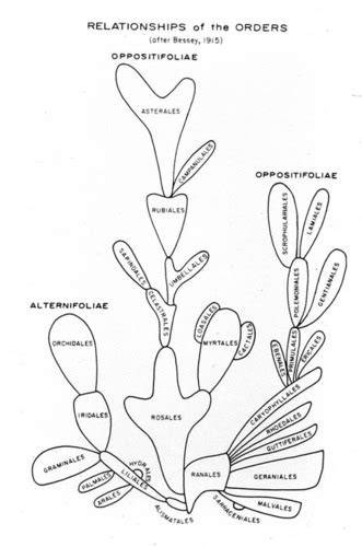 Image result for Classification System Flashcards