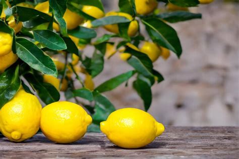 Image result for Spring and Spring Boot Fruits Example