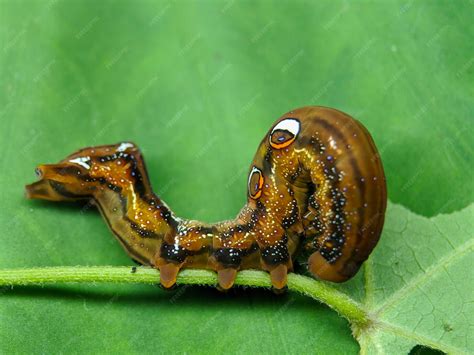 Piercing Insect 的图像结果