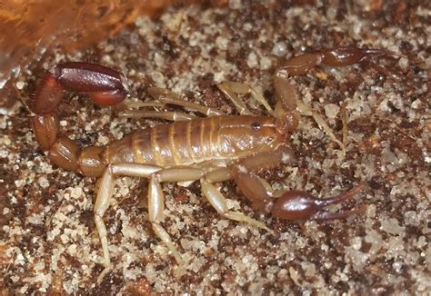 21 Types of Scorpions in Texas (With Pictures and Identification)
