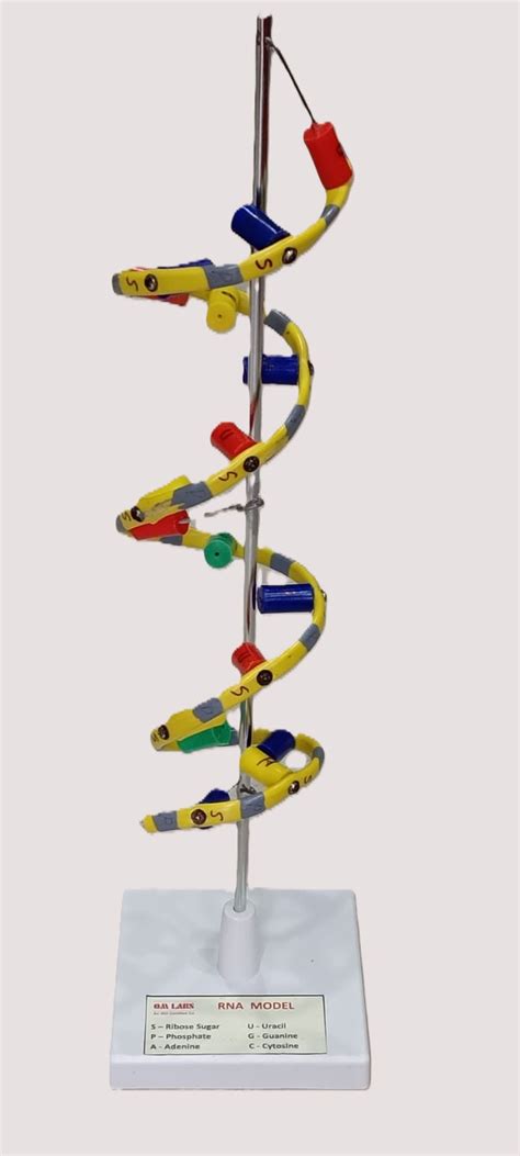RNA Model Helix On Stand – scientifickart
