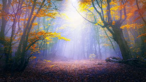 Image result for Forest Background