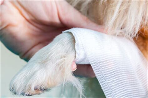 Animal First Aid, Carr Gate Garden Centre, WF2 0SY Wakefield, United ...