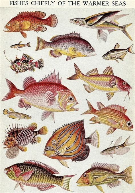fish pictures to print