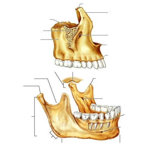 Bones of the Skull: The maxilla and mandible Diagram | Quizlet