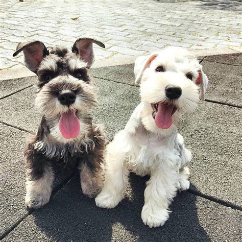 3,947 Likes, 58 Comments - Schnauzer World!® (@schnauzerworld) on ...