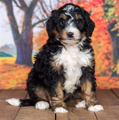 Patience – Mini Bernedoodle Puppy - Bean Creek Doodles