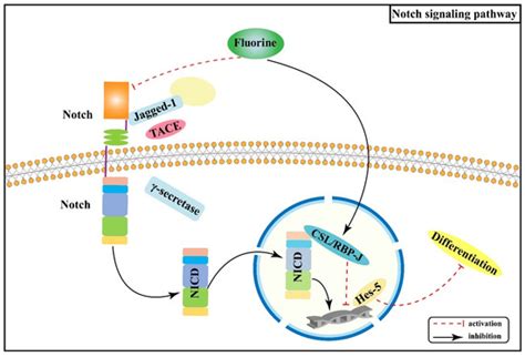 IJMS | Special Issue : The Role of Trace Elements in Diseases