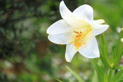 白百合の花 : 四季折々(2）